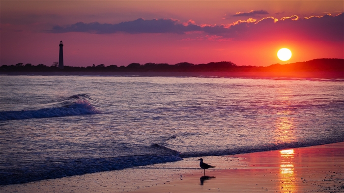 Seagull on Beach at Sunset with Lighthouse