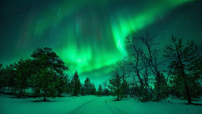 Aurora Borealis Over Snowy Winter Forest Night 4k