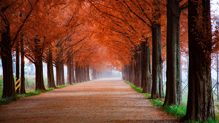Autumn Tree Lined Path 4K