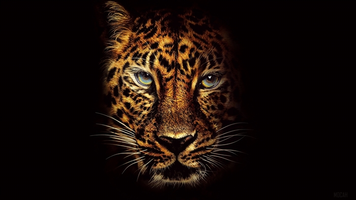 Jaguar Face Close-Up in Dark 4K