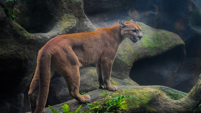Cougar in a rocky environment 4K