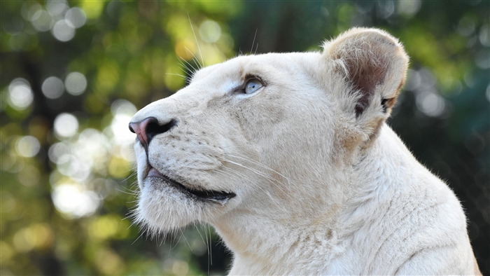 White Lion Head