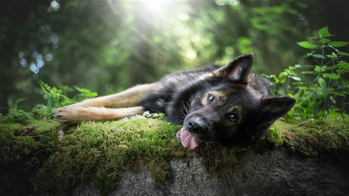 German Shepherd Lying on Mossy Rock in Forest