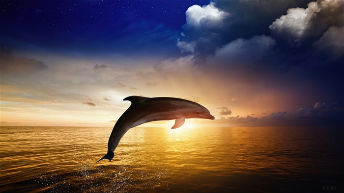 Dolphin Jumping Over Ocean at Sunset 4K