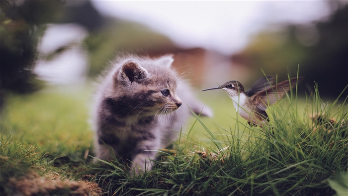 Kitten and Hummingbird Meeting in Grass 4K