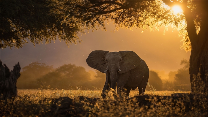 Elephant in forest during sunrise with sunbeams 4K