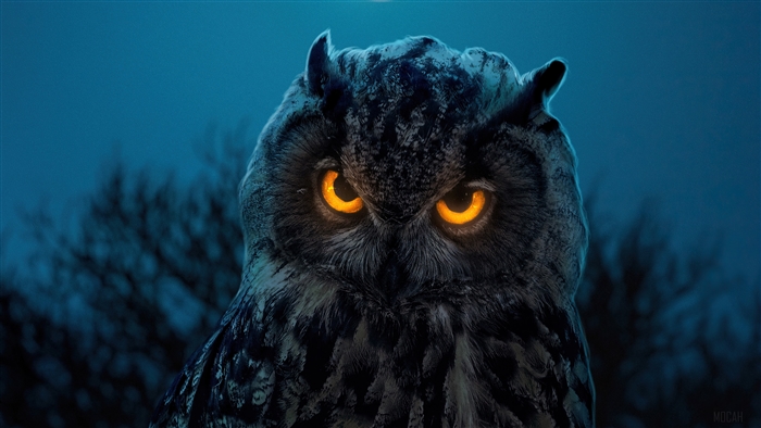 Owl with Glowing Orange Eyes in the Dark