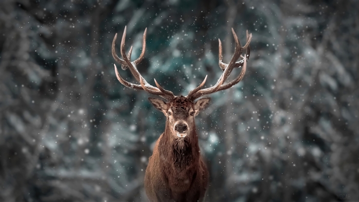 Reindeer in a snowy forest 4K