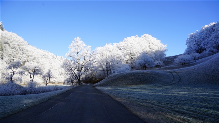 Frosty trees line a road on a sunny winter day