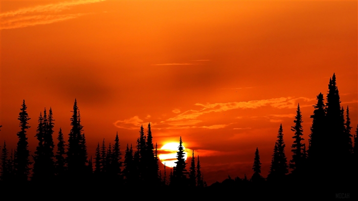 Orange Sunset Over Silhouette Forest 4K