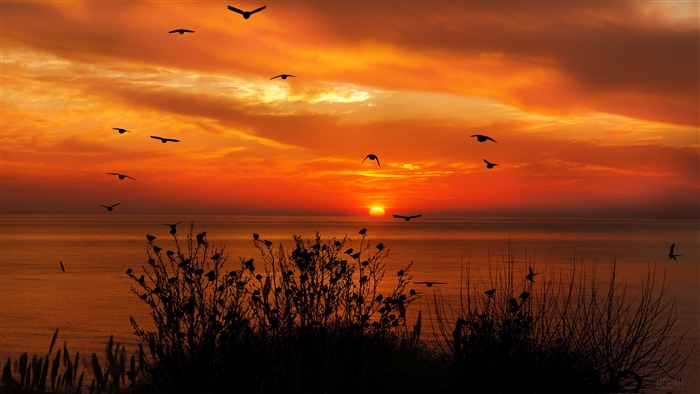 Birds flying towards sunset over ocean 4K