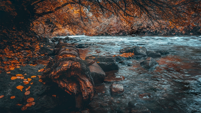 River flowing through autumn forest with fallen log