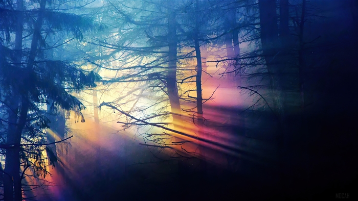 Sunbeams in a Misty Forest 4K