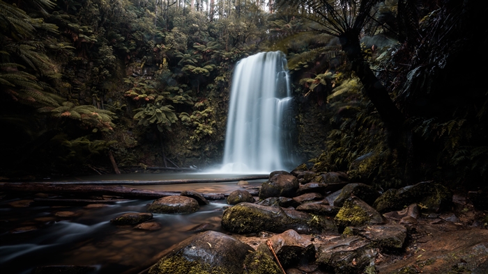 Waterfall in a dense forest
