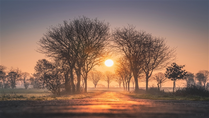 Sunrise over a misty road lined with trees