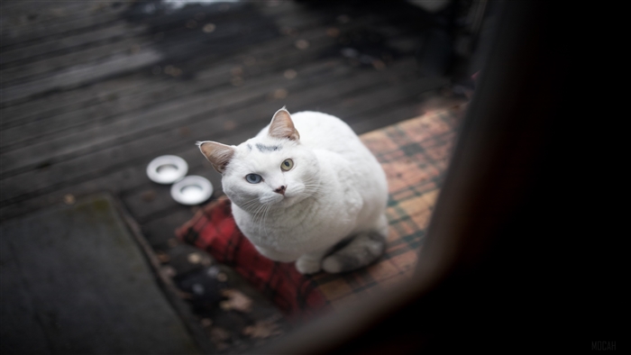 White cat with heterochromia on a wooden deck