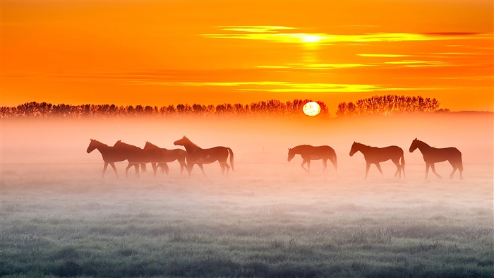 Horses in a misty field at sunset 4K