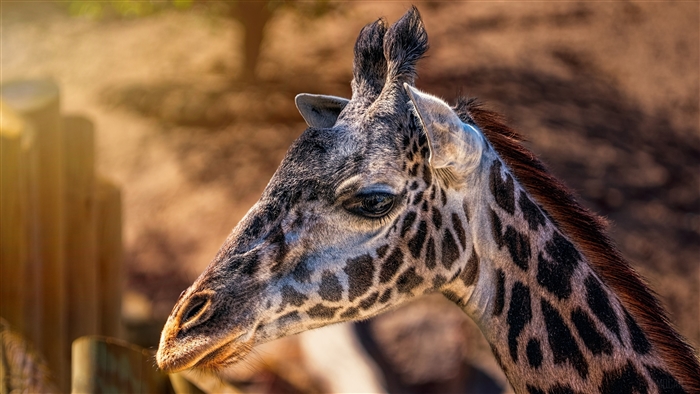 Giraffe Head Closeup 4K