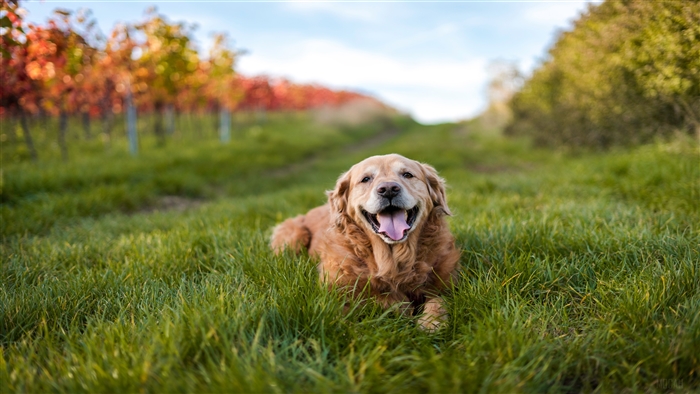Golden Retriever lying in grass
