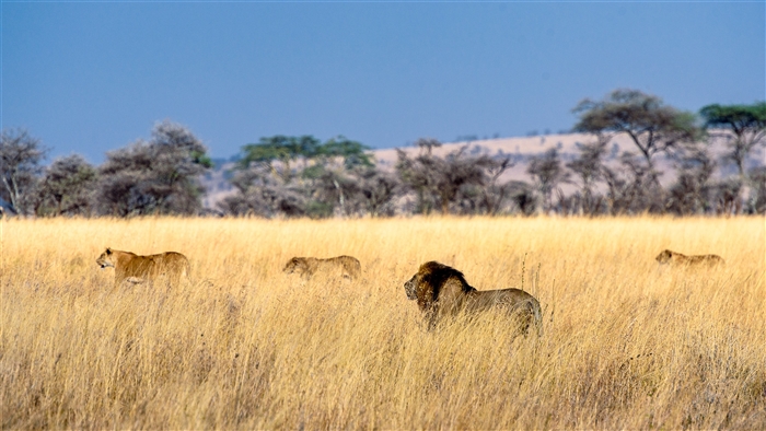 Lions in a dry grassy field with trees in the background