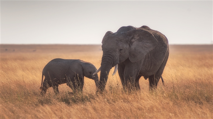 Mother and Baby Elephant in Field 4K