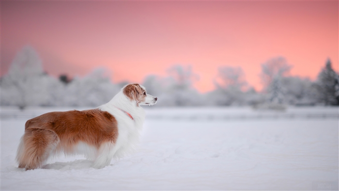 Dog in snow during sunset 4K