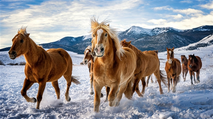Horses running in snow with mountains