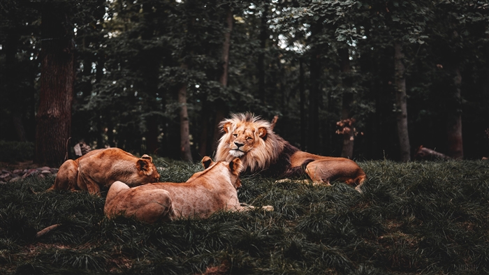 Three Lions in a Forest 4K