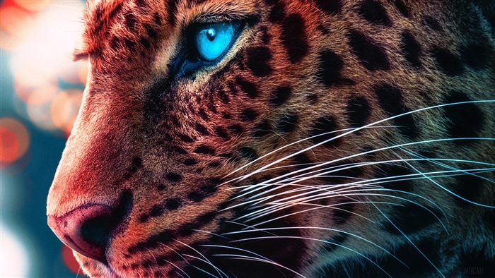 Cheetah with Magical Blue Eyes 4K