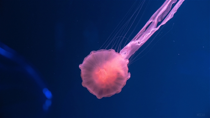 Pink Jellyfish Underwater 4K