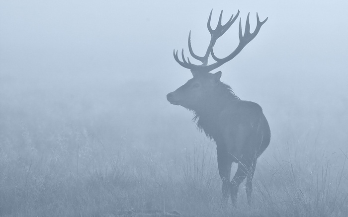 Elk in the fog