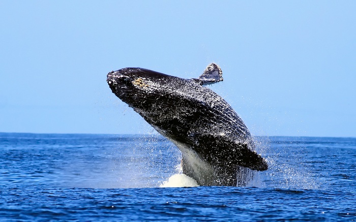 Humpback whale breaching in the ocean