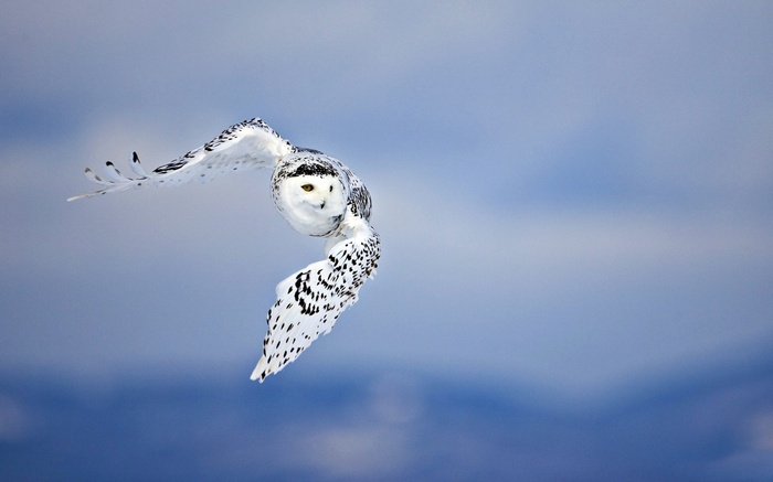 Snowy owl in flight against a blue sky