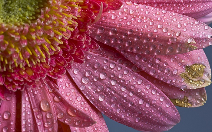 Close-up of Pink Flower Petals with Water Droplets