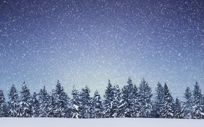 Snowing forest with snow-covered trees