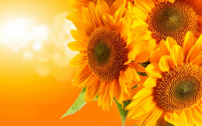 Close-up of sunflowers with bokeh background