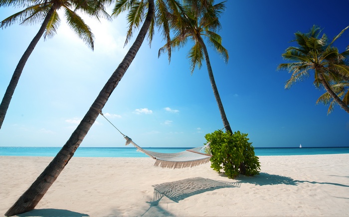 Hammock between palm trees on a tropical beach