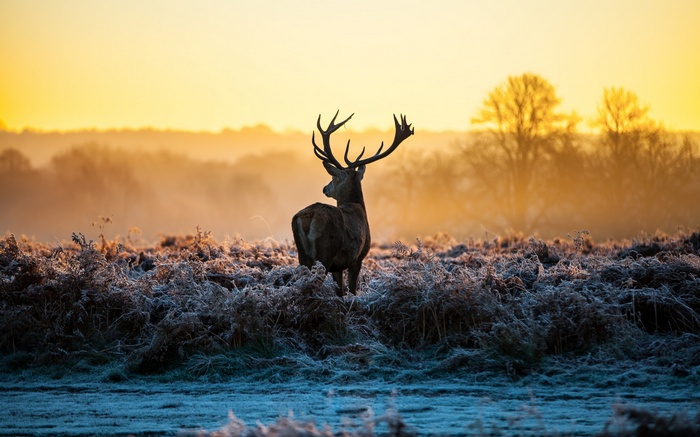 Deer in a frosty field at sunrise