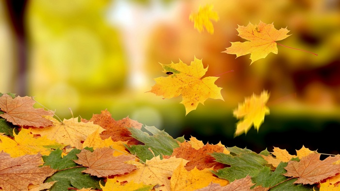 Falling autumn leaves in a forest