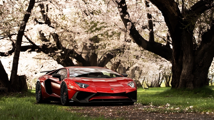 Red Lamborghini Aventador parked under cherry blossoms