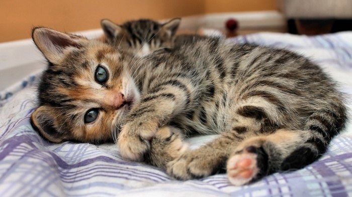 Two Tabby Kittens on a Blanket