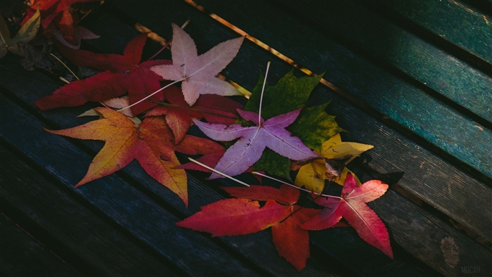 Colorful Autumn Leaves on Wooden Bench 4K