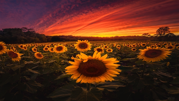 Sunflower Field at Sunset 4K