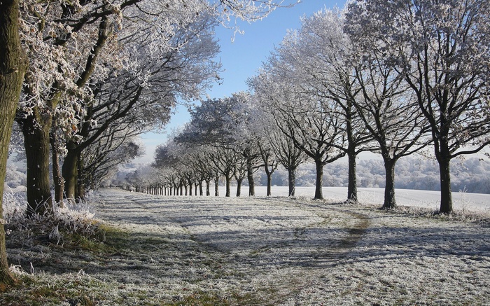 Frost covered trees lining a path in winter