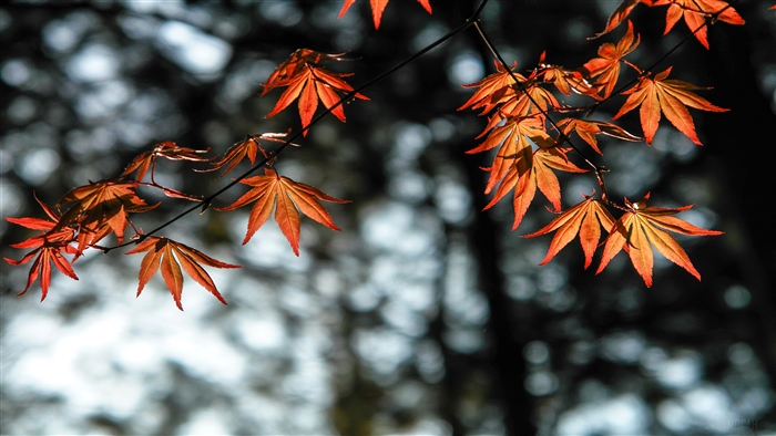 Autumn Orange Leaves in Soft Light 4K