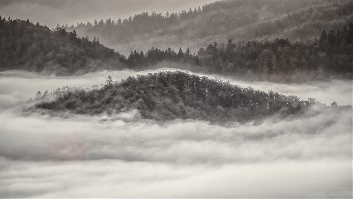 Misty Forest Landscape with Fog