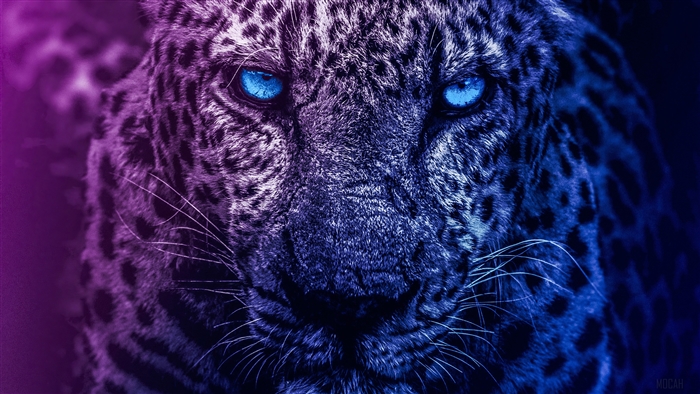 Close-up of a leopard with blue eyes in 4K