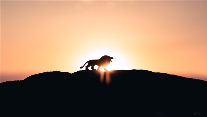 Lion on a mountain at sunset 4K