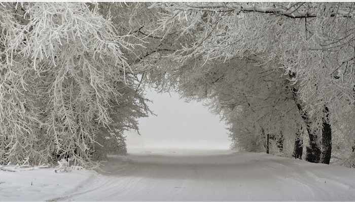 Snowy road through frosted trees in winter landscape