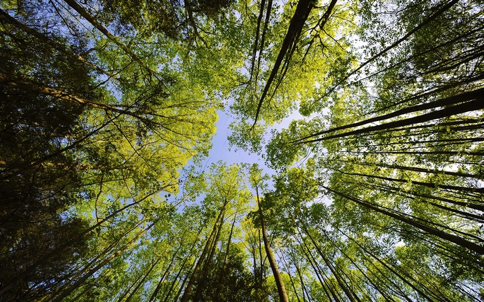 Looking up through a forest canopy at the sky